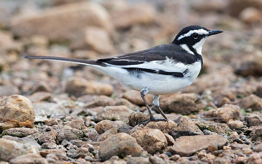 African Pied Wagtail
